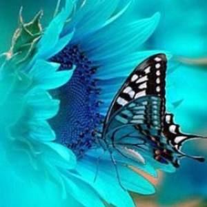 Meet your Posher, Sis